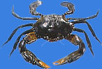 Mud crab